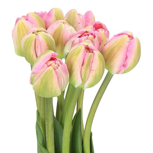 Tulips - French Pinza