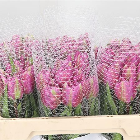 Tulips - French Purple Nova