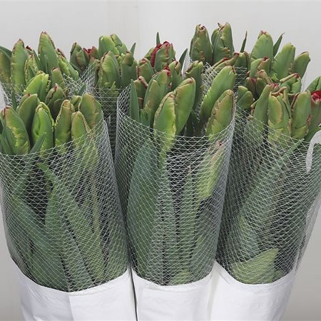 Tulips - French Red Parrot