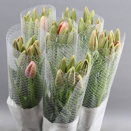 Tulips - French Renown
