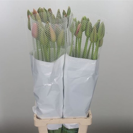 Tulips - French Renown XXL