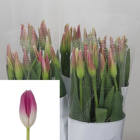 Tulips - French Royal Ten