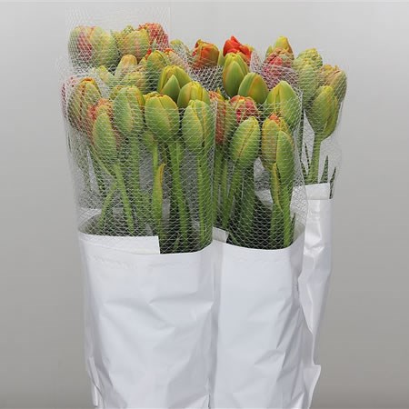 Tulips - French Tahiti