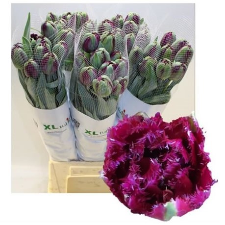 Tulips - French Via Roma