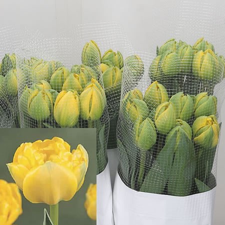 Tulips - French Yellow Pompenette