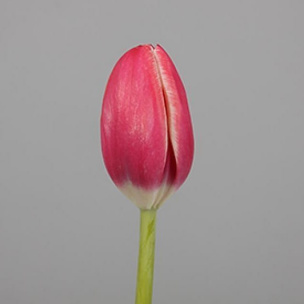 Tulips Furand