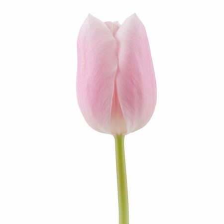 Tulips Gabrielle