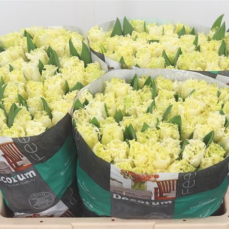 Tulips Gala