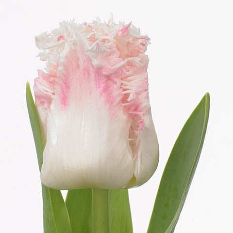 Tulips Galerie