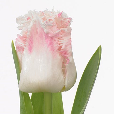 Tulips Galerie