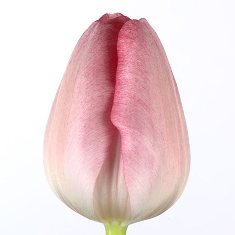Tulips Ganders Rhapsody