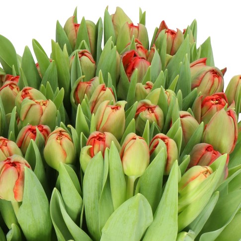 Tulips Geneva