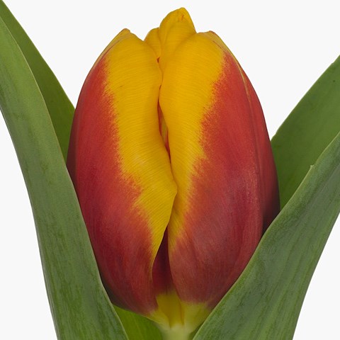 Tulips Gerrit Van Der Valk