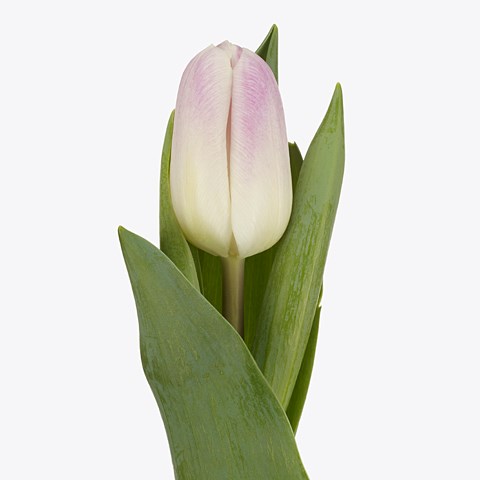 Tulips Ghost