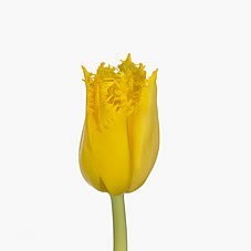Tulips Gold Fish