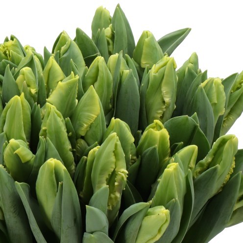 Tulips Gold Race (Parrot)
