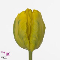 Tulips Golden Glasnost (Parrot)