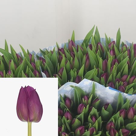 Tulips Gomera