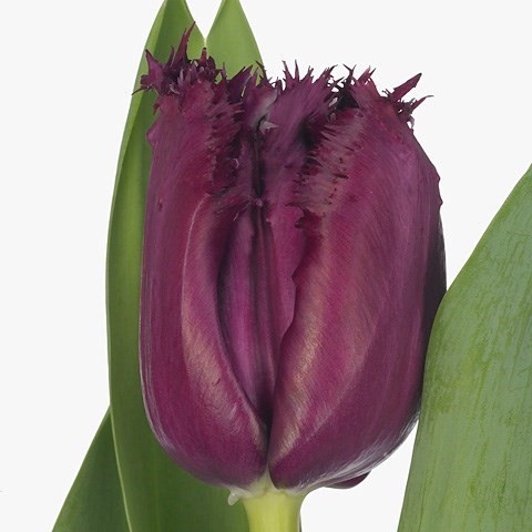 Tulips Gorilla