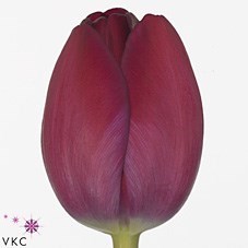 Tulips Graffiti