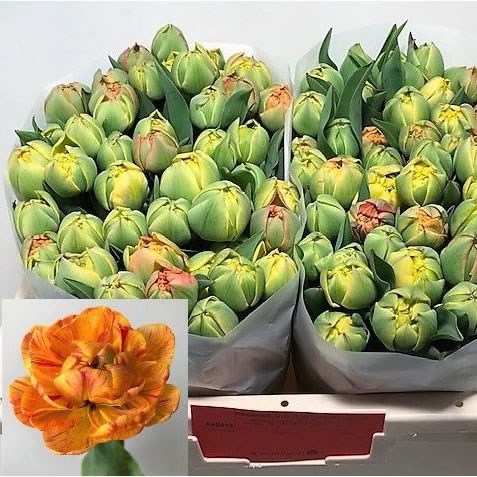 Tulips Gudoshnik