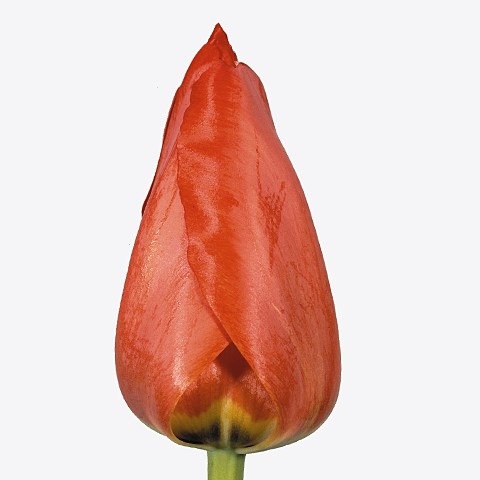 Tulips Guido Snik