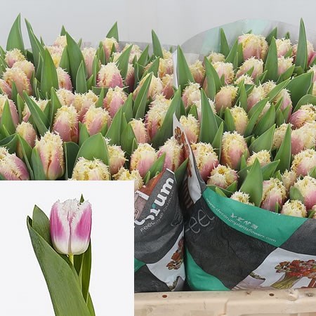 Tulips Hawaii