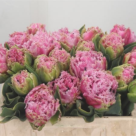 Tulips Hedgehog