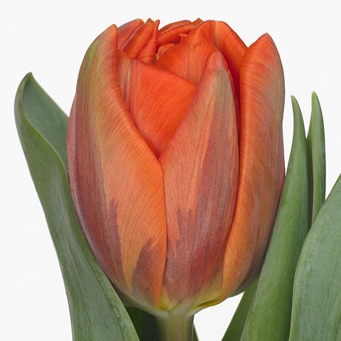 Tulips Hermitage Double