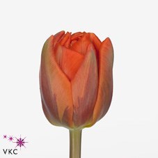 Tulips Hermitage Double