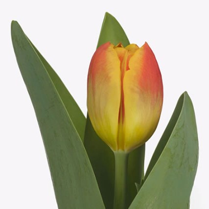 Tulips Holy Mae