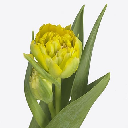 Tulips Homerun