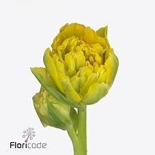 Tulips Homerun