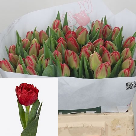 Tulips Honesty