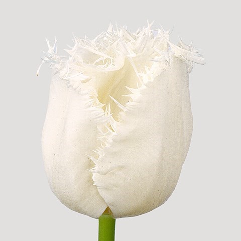 Tulips Honeymoon