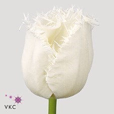 Tulips Honeymoon