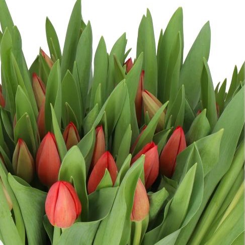 Tulips Hotspot