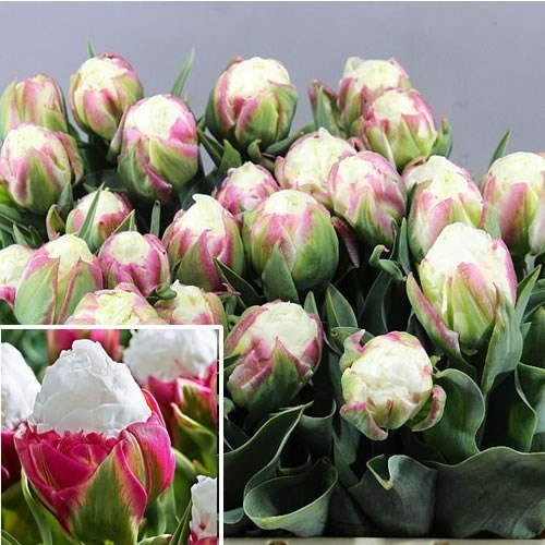 Tulips Ice Cream