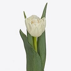Tulips Iceberg