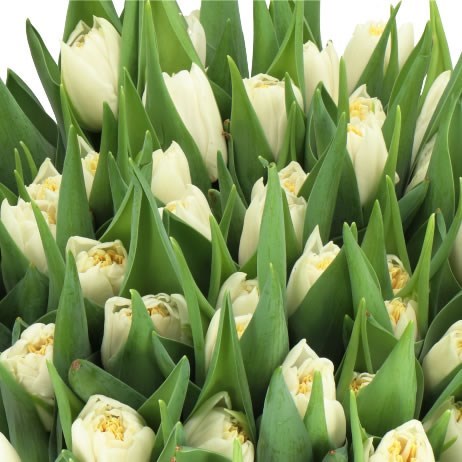 Tulips Iceberg