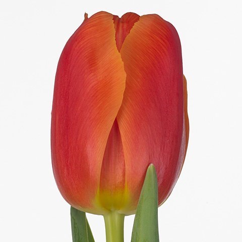 Tulips Icoon