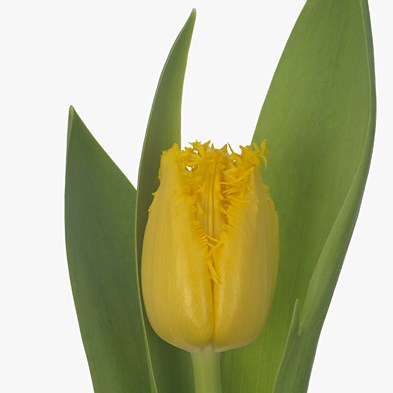 Tulips Inspire