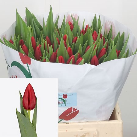 Tulips Inxs