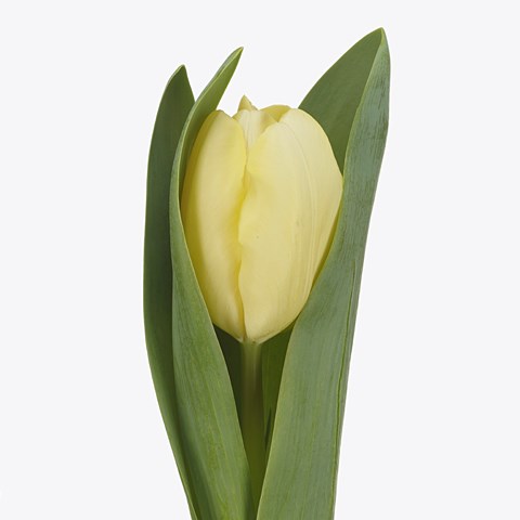 Tulips Ishvara