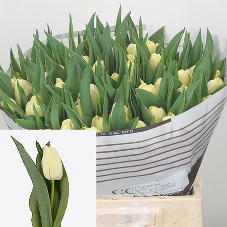 Tulips Ivoorkust