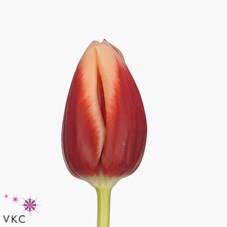 Tulips Jan Buis