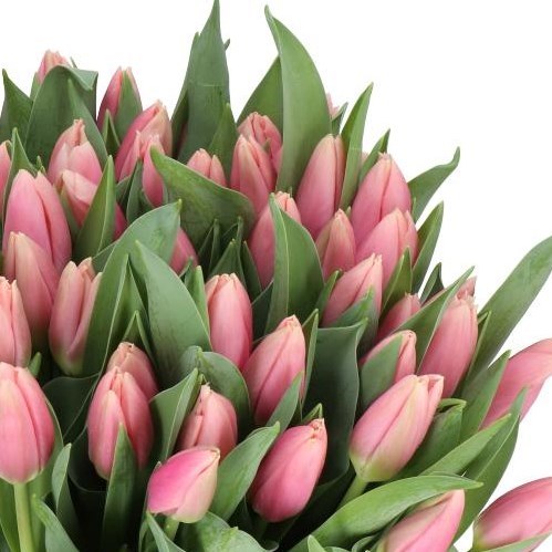 Tulips Jetstream
