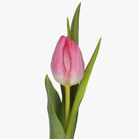 Tulips Joelle