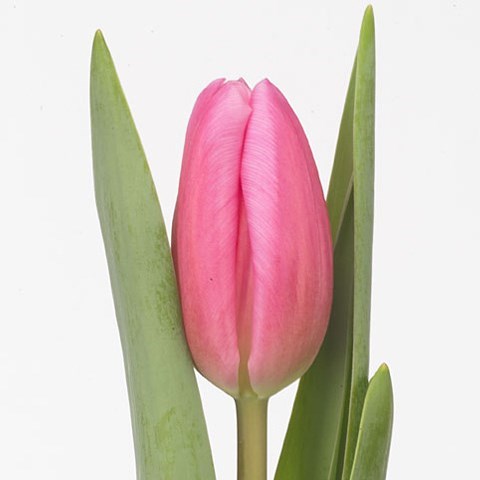 Tulips Jumbo Pink