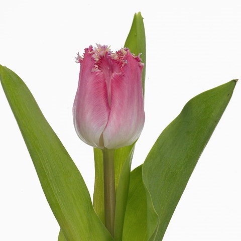 Tulips Katie Melua